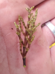 Arceuthobium tsugense