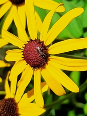 Anthophila