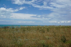 Rhaponticoides taliewii