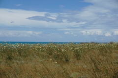 Rhaponticoides taliewii