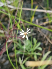 Symphyotrichum depauperatum
