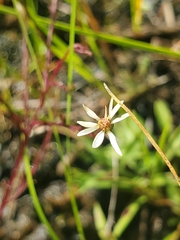 Symphyotrichum depauperatum