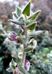 Amphithalea rostrata