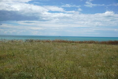 Rhaponticoides taliewii