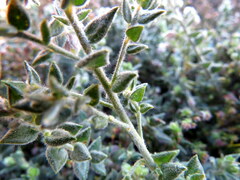 Amphithalea rostrata