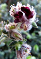 Amphithalea rostrata