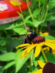 Xylocopa virginica