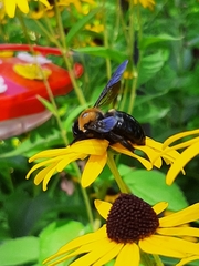 Xylocopa virginica