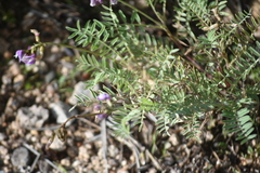 Astragalus gruinus