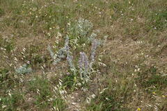 Stachys cretica