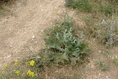 Salvia aethiopis