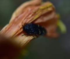 Acmaeodera knowltoni