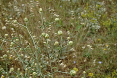 Centaurea salonitana