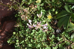 Trifolium wigginsii