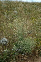 Centaurea salonitana