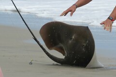 Bathytoshia centroura