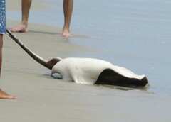 Bathytoshia centroura