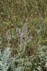 Stachys cretica