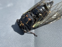 Neotibicen lyricen engelhardti