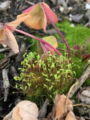 Leptobryum pyriforme