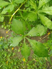 Eleutherococcus sieboldianus