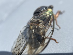 Neotibicen lyricen engelhardti