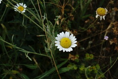Anthemis