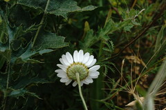 Anthemis