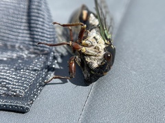 Neotibicen lyricen engelhardti