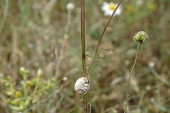 Sanguisorba minor balearica
