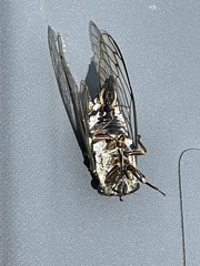 Neotibicen lyricen engelhardti