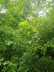 Eleutherococcus sieboldianus