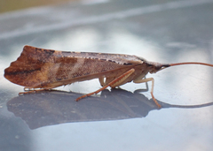 Nemotaulius hostilis