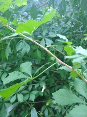 Eleutherococcus sieboldianus