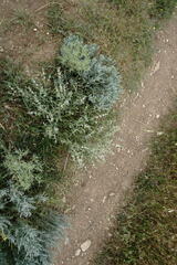 Marrubium peregrinum