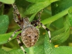 Neoscona crucifera