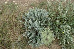 Galatella villosa