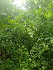 Eleutherococcus sieboldianus