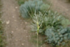 Aegilops neglecta
