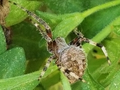 Neoscona crucifera