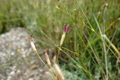 Dianthus marschallii