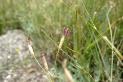 Dianthus marschallii