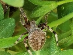 Neoscona crucifera