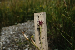Dianthus marschallii