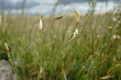 Dianthus marschallii