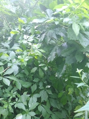 Eleutherococcus sieboldianus