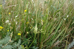 Allium flavum tauricum