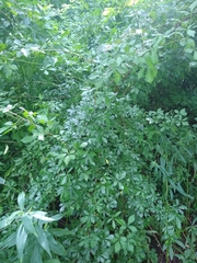 Eleutherococcus sieboldianus