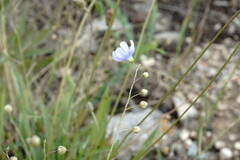 Linum squamulosum