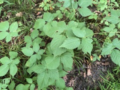Rubus frondosus